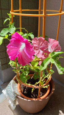 【ちなつ朝顔編】😄💠✨