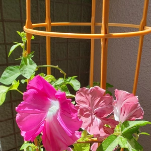 【ちなつ朝顔編】😄💠✨