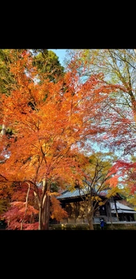 【ちなつ】携帯写真館