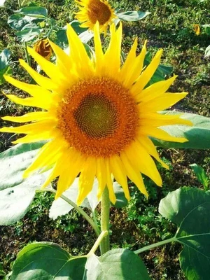 ✨🌻８月誕生花・ひまわり🌻✨