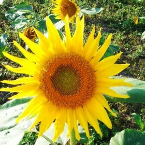 ✨🌻８月誕生花・ひまわり🌻✨