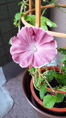 【ちなつ朝顔編】😄💠✨
