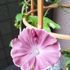 【ちなつ朝顔編】😄💠✨