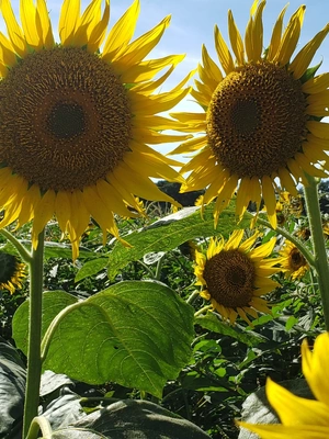 【ちなつひまわり編】😄🌻✨