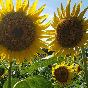 【ちなつひまわり編】😄🌻✨