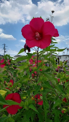 【ちなつお花編】😄🌺✨