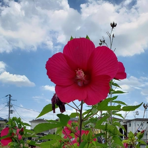 【ちなつお花編】😄🌺✨