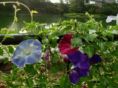 【ちなつ朝顔編】😄💠✨