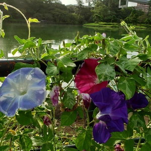 【ちなつ朝顔編】😄💠✨