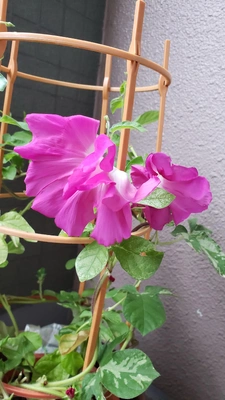 【ちなつ朝顔編】😄💠✨