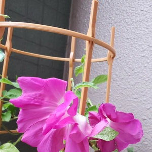 【ちなつ朝顔編】😄💠✨