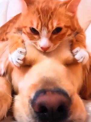 おっはニャン➰ฅ•ﻌ•ฅ☁️