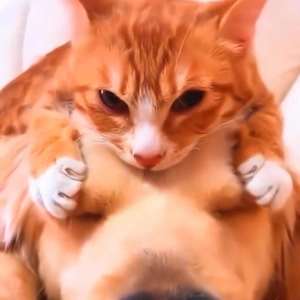 おっはニャン➰ฅ•ﻌ•ฅ☁️