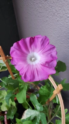 【ちなつ朝顔編】😄💠✨