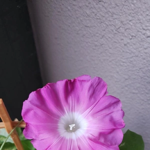 【ちなつ朝顔編】😄💠✨