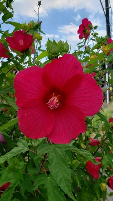 【ちなつお花編】😄🌺✨