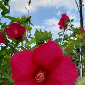 【ちなつお花編】😄🌺✨