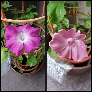 【ちなつ朝顔編】😄💠✨