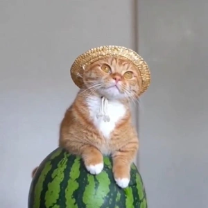 おっはニャンฅ•ﻌ•ฅ☀️✨