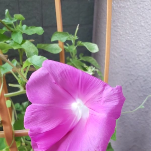 【ちなつ朝顔編】😄💠✨