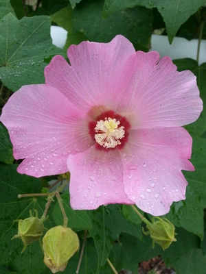 【ちなつお花編】😄🌺✨