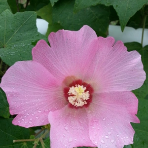 【ちなつお花編】😄🌺✨