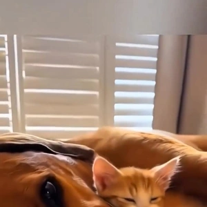 おっはニャンฅ•ﻌ•ฅ☀️✨