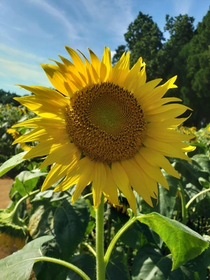 【ちなつひまわり編】😄🌻✨