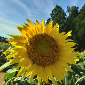 【ちなつひまわり編】😄🌻✨