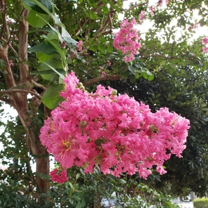 【ちなつお花編】😄🌼✨