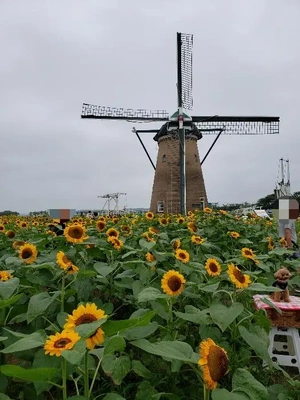 【ちなつひまわり編】😄🌻✨