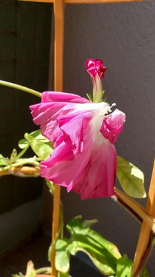 【ちなつ朝顔編】😄💠✨