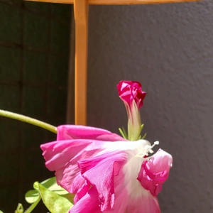 【ちなつ朝顔編】😄💠✨