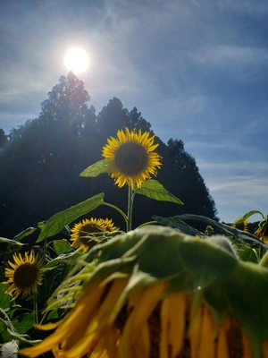【ちなつひまわり編】😄🌻✨