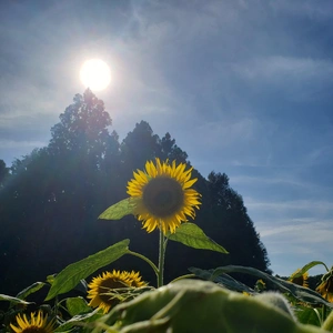 【ちなつひまわり編】😄🌻✨