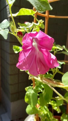 【ちなつ朝顔編】😄💠✨