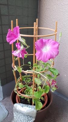 【ちなつ朝顔編】😄💠✨
