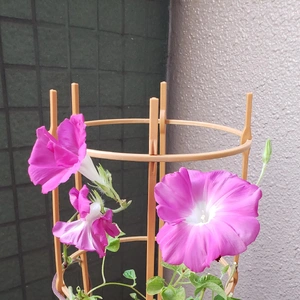 【ちなつ朝顔編】😄💠✨