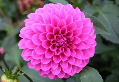✨🌼9月誕生花・ダリア🌼✨