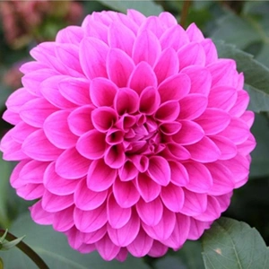 ✨🌼９月誕生花・ダリア🌼✨