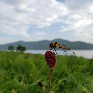 【ちなつ昆虫編】😄🍁✨