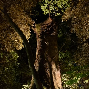 【ちなつ風景編】😄🌲✨
