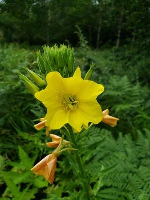 【ちなつお花編】😄🌼✨