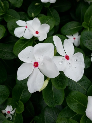 【ちなつお花編】😄🌼✨
