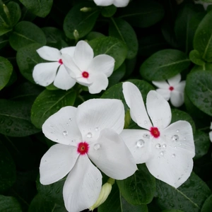 【ちなつお花編】😄🌼✨