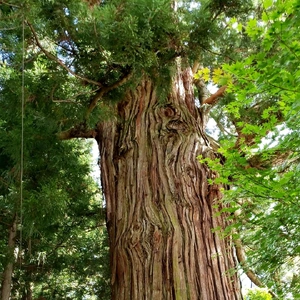 【ちなつ風景編】😄🌲✨