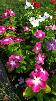 【ちなつお花編】😄🌼✨