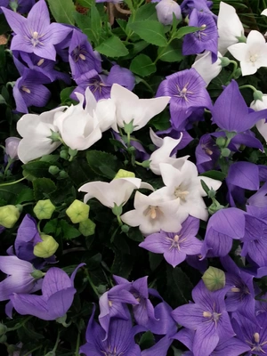 【ちなつお花編】😄🌼✨