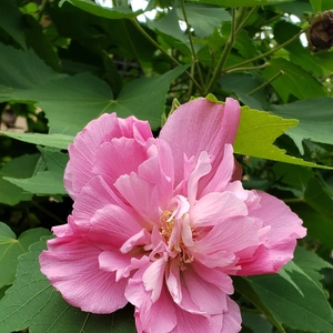 【ちなつお花編】😄🌺✨