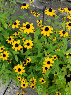 【ちなつお花編】😄🌻✨